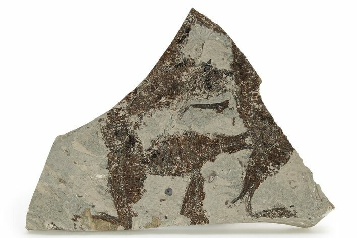 Fossil Fish (Knightia) Mortality Plate - Wyoming #257106